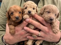 Irk Ve Sağlık Garantili Maltipoo Yavrular