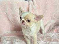 Türkiyenin En İyi Chihuahua Bebekleri Dişi Erkek