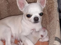Chihuahua Yavruları