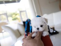 Korenin Güzeli Mikro Boy Maltese Lily