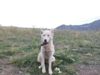 2 tane husky