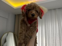 Erkek toy poodle yavrularım aşılı wc eğitimli yaz