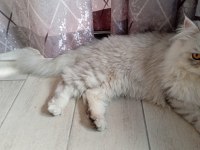 British longhair acil satılık kısırlaştırılmadı