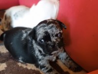Egzotik Renk Merle Pug Mops Bebekler