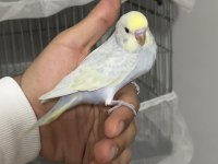 Renk güzelleri ele alışık rainbow muhabbet kuşu bebekler