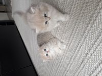 British Longhair Erkek