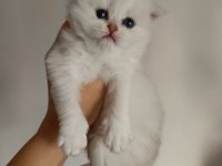 SAFKAN BRİTİSH DİŞİ ERKEK BEBEKLER