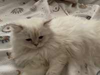 BRİTİSH LONGHAİR KIZIM MİYAYA UYGUN EŞ ARIYORUZ