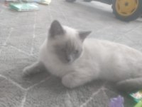 Saf kan eğitimleri tam british shorthair