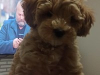 Toy Poodle Köpeğimiz