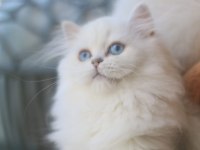 Silver Point Erkek British Longhair