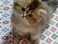 3 aylık erkek yavru british longhair