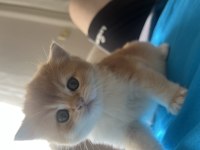 NY11 Erkek yavru british shorthair