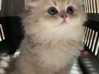 BRİTİSH LONGHAİR GRİ RENK YENİ SÜTTEN KESİLME