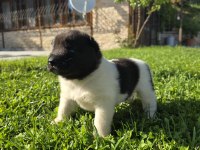 Safkan Amerikan Akita Minikler