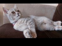 3 aylık dişi british shorthair yavrumuz