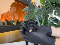 RENGARENK FRENCH BULLDOG YAVRULARIM REZERVEYE AÇIK