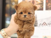EN AKILLI VE TATLI TOY POODLE BEBEKLERIMIZ