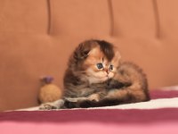 Erkek sıfır kulak üst kaliteli scottish fold