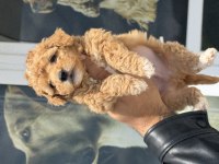 Ankaranın  en özel kore maltipoo yavruları
