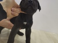 A Class Siyah Presa Canario
