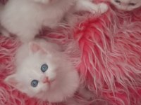 British shorthair kedisi