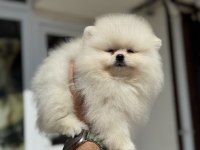 Show Kalite teddy face pomeranian boo yavrular