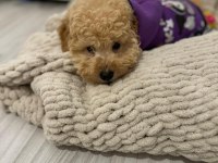 Acil toy poodle erkek