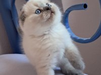 Scottish Fold Point Erkek