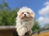 Sağlık ve Irk Garantili Maltese Terrier Yavrular