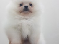 A kalite pomeranian bebekler