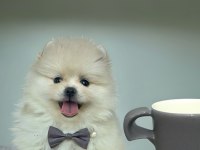 Antalyada 3 aylık erkek ve dişi pomeranian boo