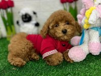 Ruhsatlı Köpek Çiftliğinden Toypoodle Yavrularımız 