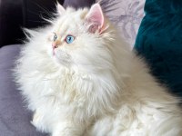 Saf kanlı aile şecereli british longhair