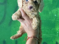 Orijinal Toy Poodle Yavrularım