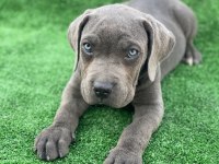 Cane corso dişi köpeğimiz