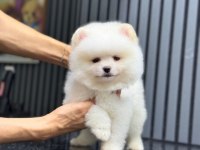 Sağlık ve ırk garantili Pomeranian boo