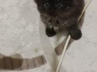 British longhair 45 günlük