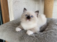 Safkan Scrli Anne-Babadan Ragdoll Yavrular