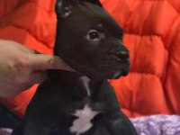 Cane Corso Koca Kafa Yavrular