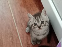 British shorthair kediler