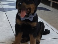 3.5 Aylık Erkek Rottweiler