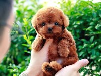 TOY POODLE BEBEK KÖPEKLERİM