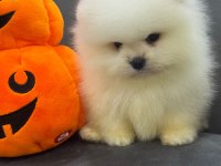 Ankaranın elit safkan pomeranian yavruları
