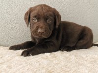 Labrador Bebeklerimiz
