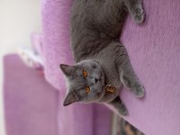 British shorthair uyumlu kedimiz