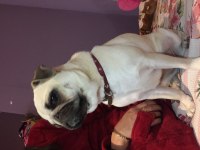 Pug mops dişi köpeğimiz