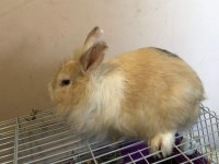 Damızlık dişi teddy lop Tavşan