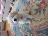 3 aylık maltese terrier