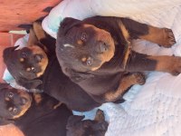 Irk garantili rottweiler bebekler
